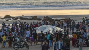 Dritter Wal an der Küste von Bali innerhalb kurzer Zeit verendet