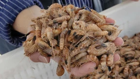 Krabbenfischerei mit Gütesiegel