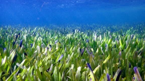 Vermutlich größte Pflanze der Welt entdeckt