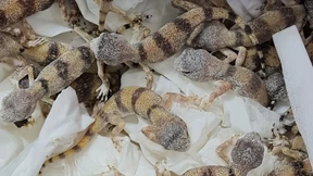 Mann reist mit fast 90 Reptilien im Gepäck