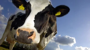 Weltgrößter Milchexporteur am Pranger 