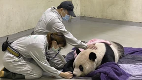 Panda Tuan Tuan im Zoo von Taipeh gestorben