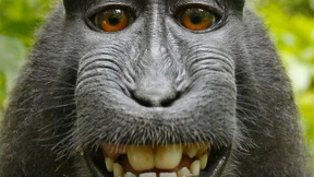 Für Affen ist die Rechtslage ungünstig