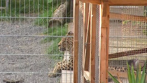 Leopard greift Frau bei Fotoshooting an