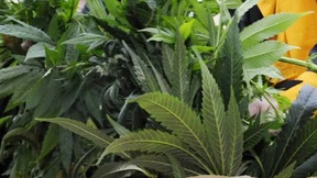 Mehrjährige Haft für zwei Cannabis-Züchter