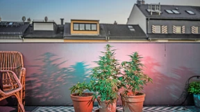 Jugendliche konsumieren weniger Cannabis