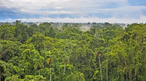 Forscher finden älteste Nachweise für Regenwald