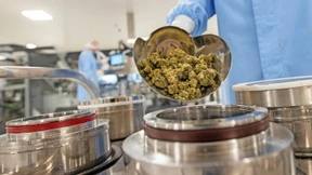 Eine Spritze voller Cannabis