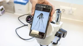 Asiatische Tigermücke auf dem Balkon?