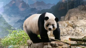 Washington nimmt Abschied von Pandas