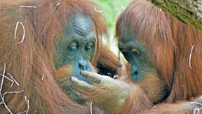 Frankfurter Zoo tauscht Menschenaffen
