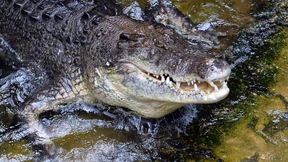 Verteidigungsministerium wegen Krokodil-Angriff verklagt