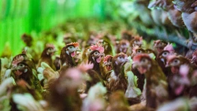 Alle gegen die Massentierhaltung 