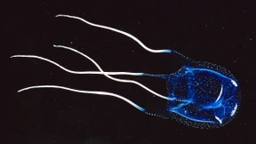 Quallengift tötet deutsche Touristin