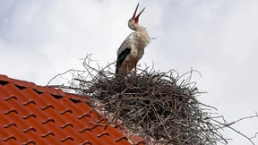 Eltern stürzen sich auf Baukindergeld
