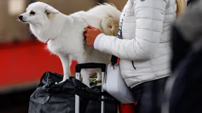 Tickets für den Hund gibt es jetzt auch online