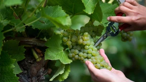 Die Wahrheit über die Schimäre