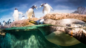 Humboldt-Pinguine ziehen im Frankfurter Zoo ein