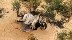 Als wären sie plötzlich tot umgefallen