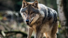 Wolf im Odenwald gesichtet  