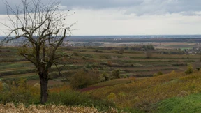 Tote Frau bei Endingen ist die vermisste Joggerin