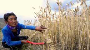Chinas ältestes Bier-Rezept