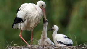 Gute Nachrichten, die Sie verpasst haben dürften