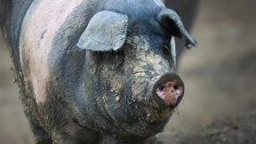 Der Erreger ist im Schwein angekommen