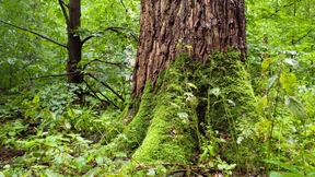 Wie die Stadt ihren Wald heilt