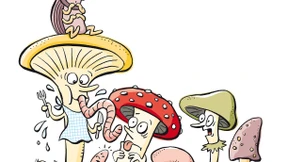 Carnivore Schwammerl