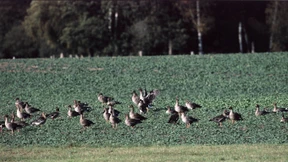 Die Feldgänse kommen