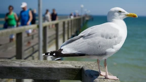 Vorsicht, diese Eier enthalten Quecksilber