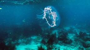 Quallen als nachhaltiges Superfood