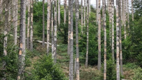 Birken statt Fichten