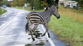 Entlaufenes Zebra wurde erschossen