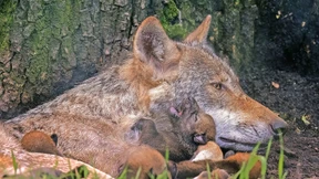 Unverhoffter Kindersegen bei den Wölfen