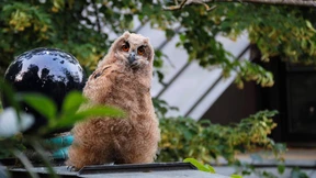Die jungen Uhus vom Hundertwasserhaus