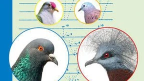 Alles muss schon in Darwin stecken