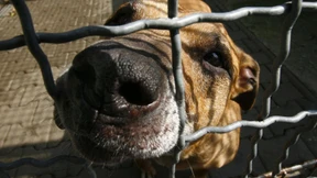 Hunde beißen vor allem Kinder und Jugendliche