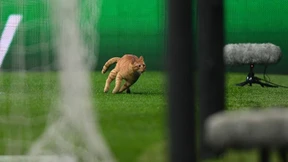 Besiktas muss für Flitzer-Katze zahlen