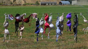 Neuseelands BH-Zaun hat wieder Ruhe