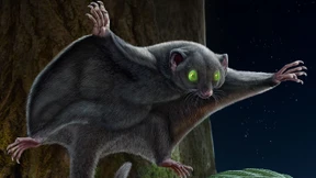 Dunkel durch die Saurierzeit