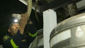 Mit bloßen Händen auf Schlangenjagd