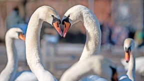 Segen im Einkaufszentrum und Grüße von ChatGPT