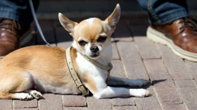 Chihuahua mit Stock erschlagen?
