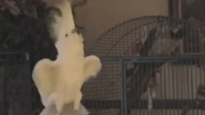 Birds just wanna have fun