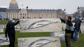 Mehr als 900 tote Delfine an französischer Atlantikküste angespült