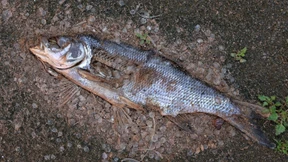 Forscher weisen große Mengen an Algengift in der Oder nach