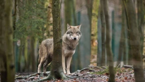 Warum es Streit über wilde Tiere gibt