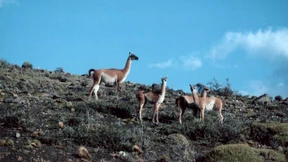 Bei Gefahr wird gespuckt